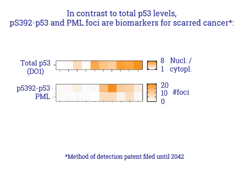 p53 levels